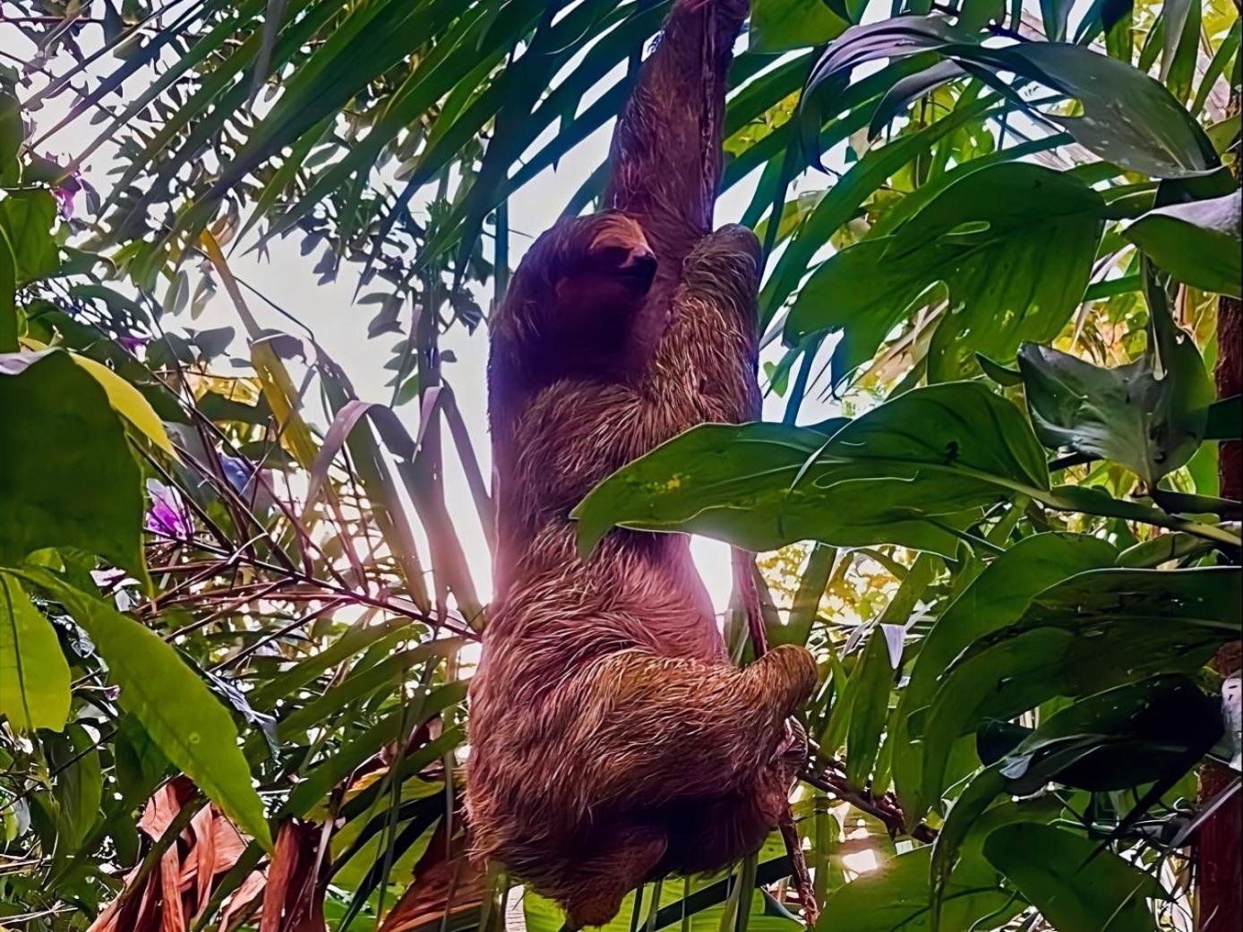 Hope Garden, Sarapiqui, We Connect You With The Sarapiqui Tropical Forest Kültér fotó