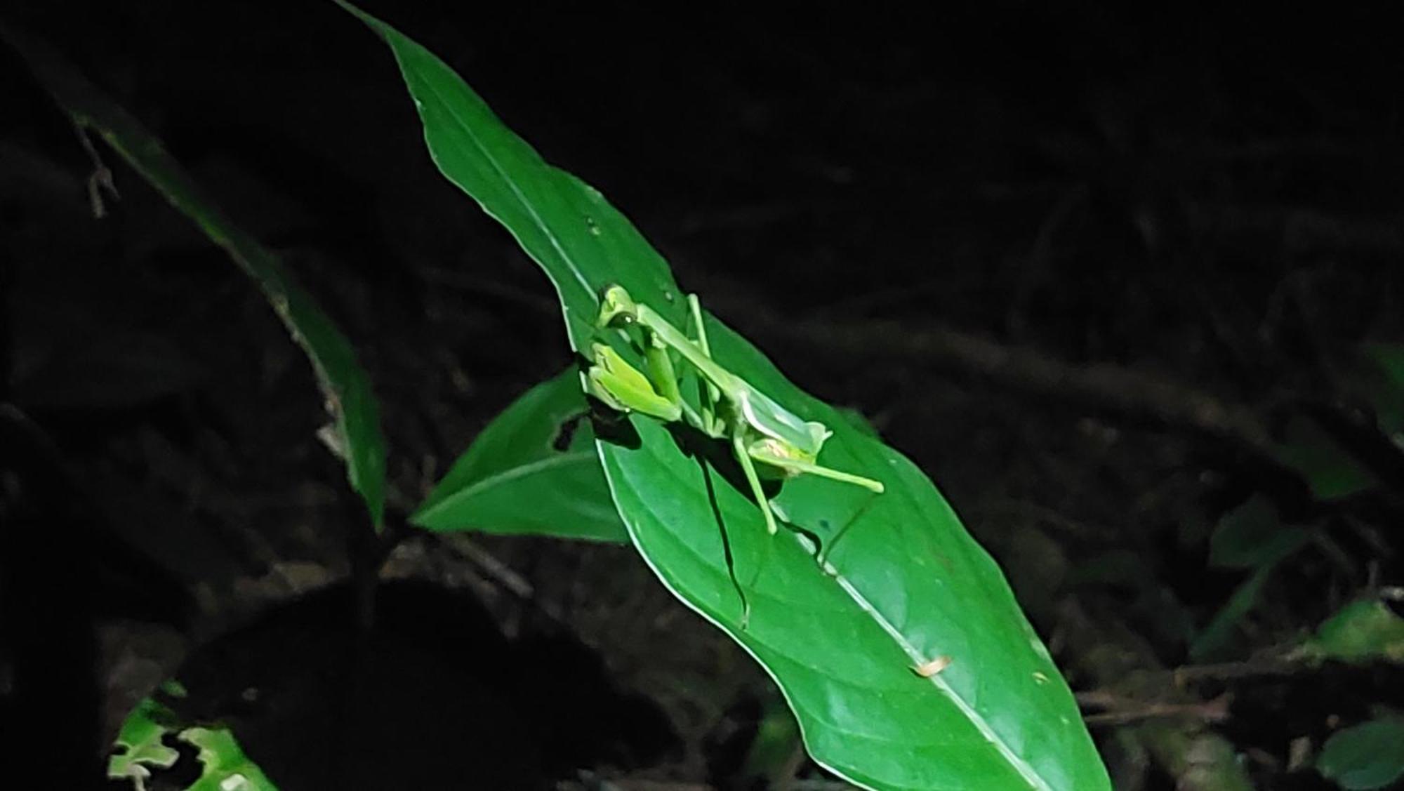 Hope Garden, Sarapiqui, We Connect You With The Sarapiqui Tropical Forest Kültér fotó