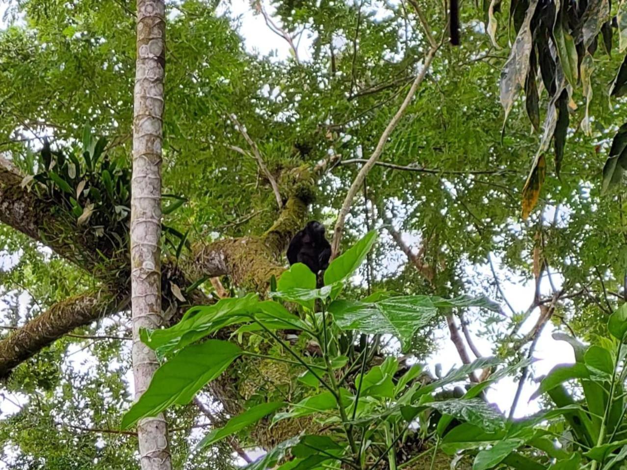 Hope Garden, Sarapiqui, We Connect You With The Sarapiqui Tropical Forest Kültér fotó