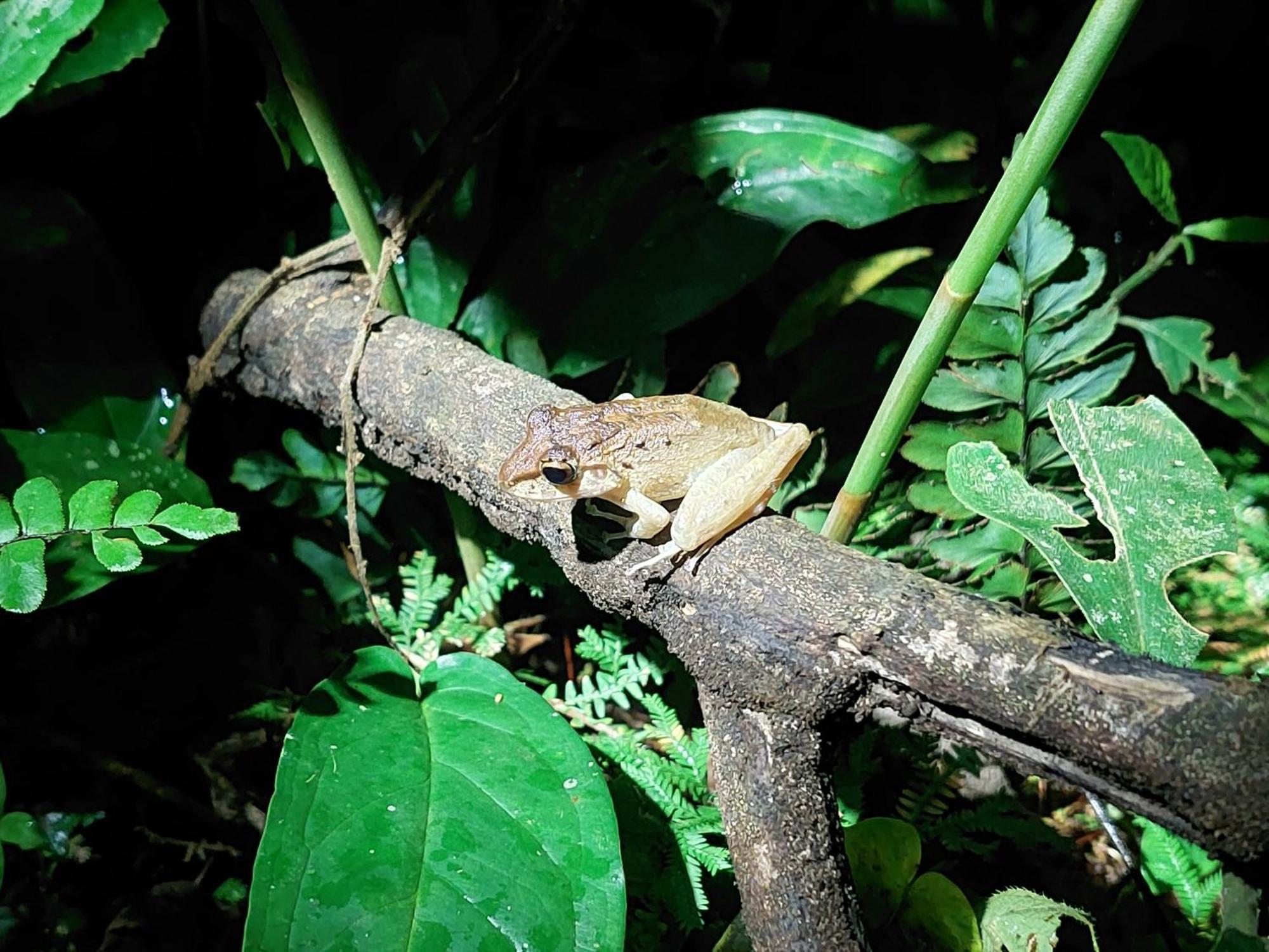 Hope Garden, Sarapiqui, We Connect You With The Sarapiqui Tropical Forest Kültér fotó