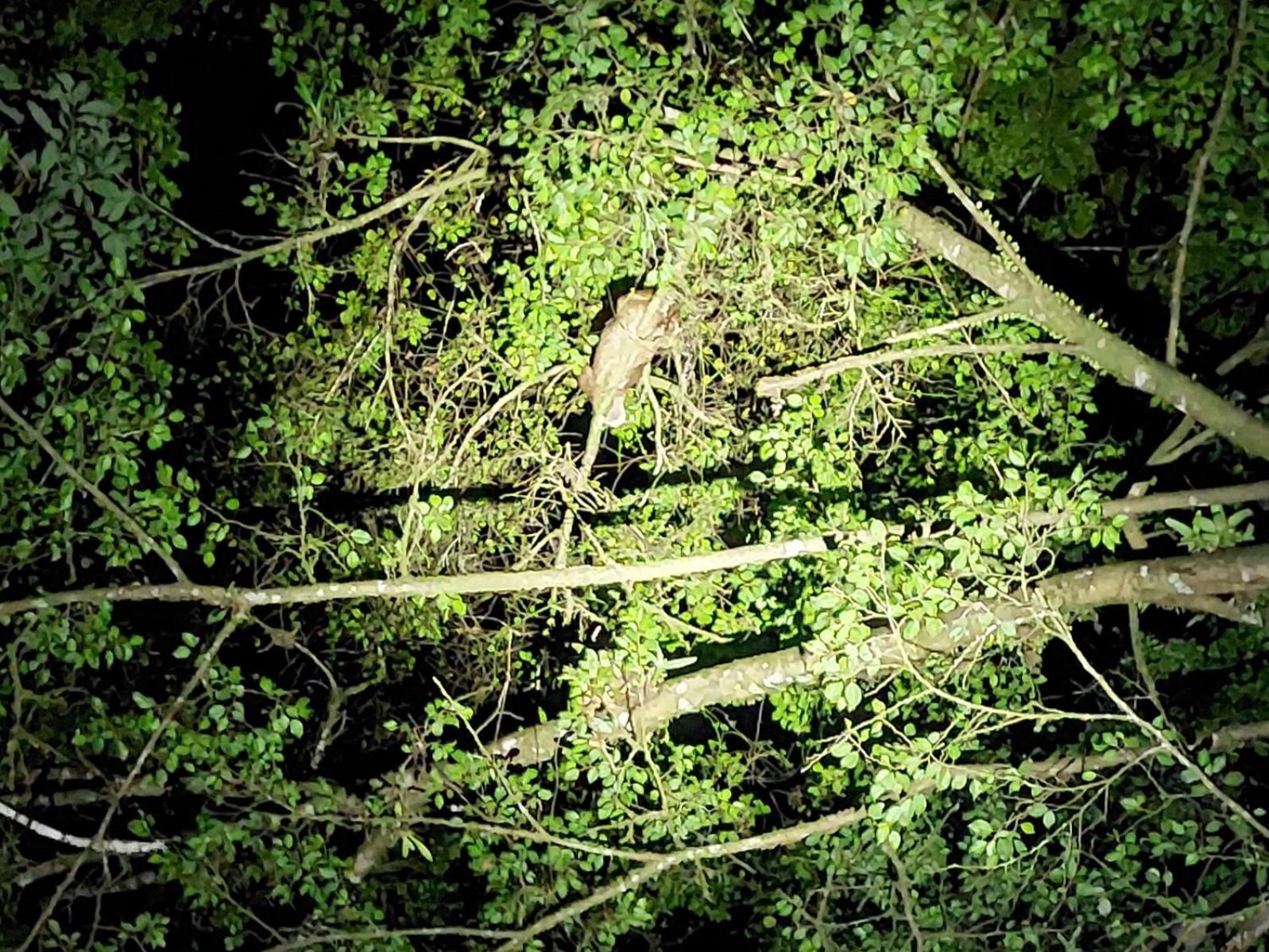 Hope Garden, Sarapiqui, We Connect You With The Sarapiqui Tropical Forest Kültér fotó