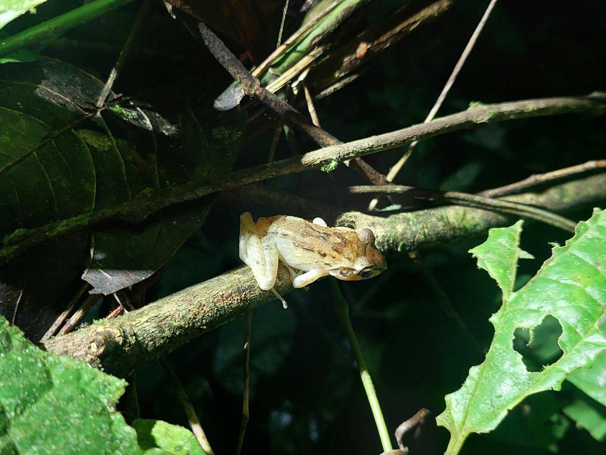 Hope Garden, Sarapiqui, We Connect You With The Sarapiqui Tropical Forest Kültér fotó