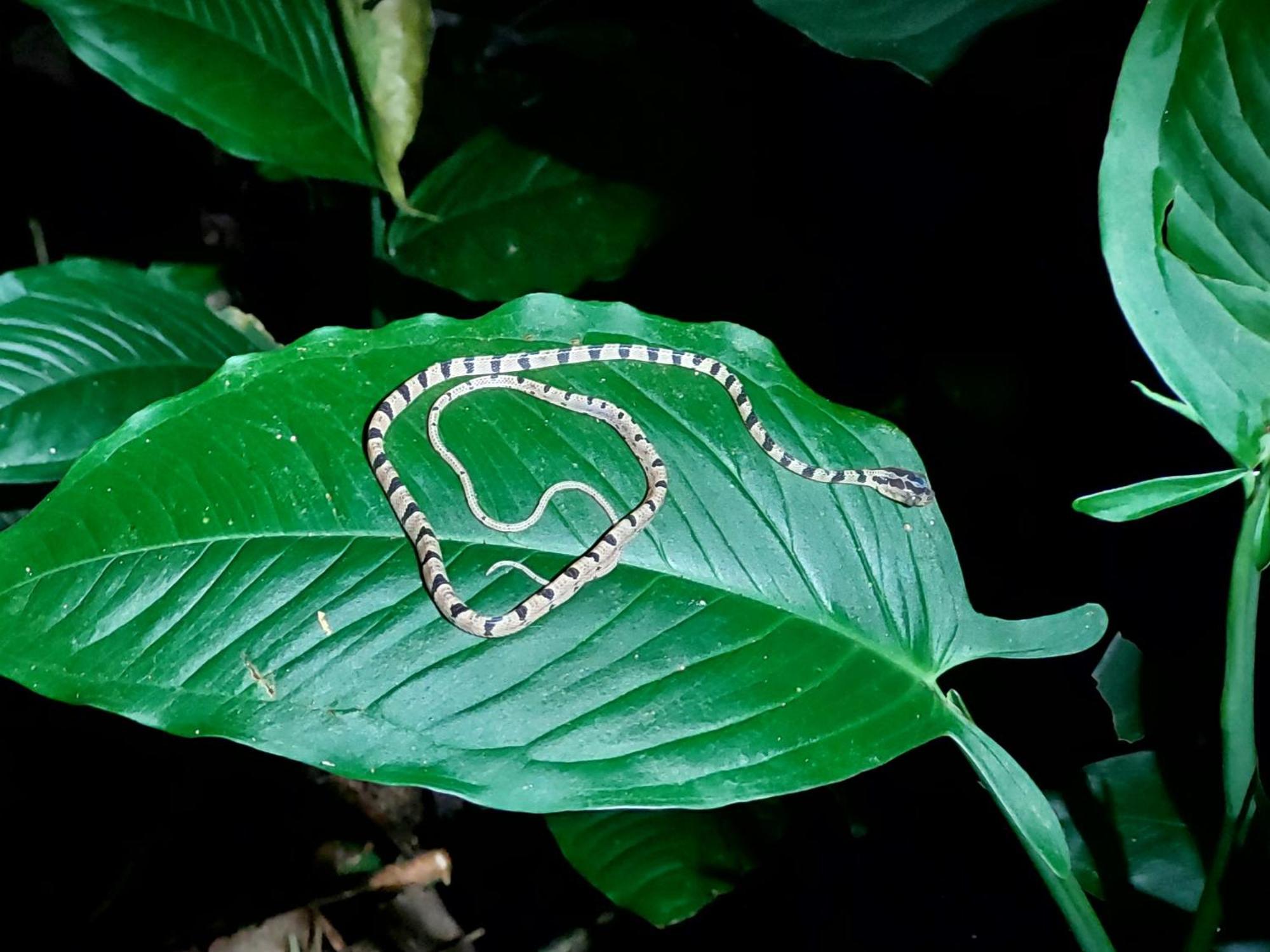 Hope Garden, Sarapiqui, We Connect You With The Sarapiqui Tropical Forest Kültér fotó