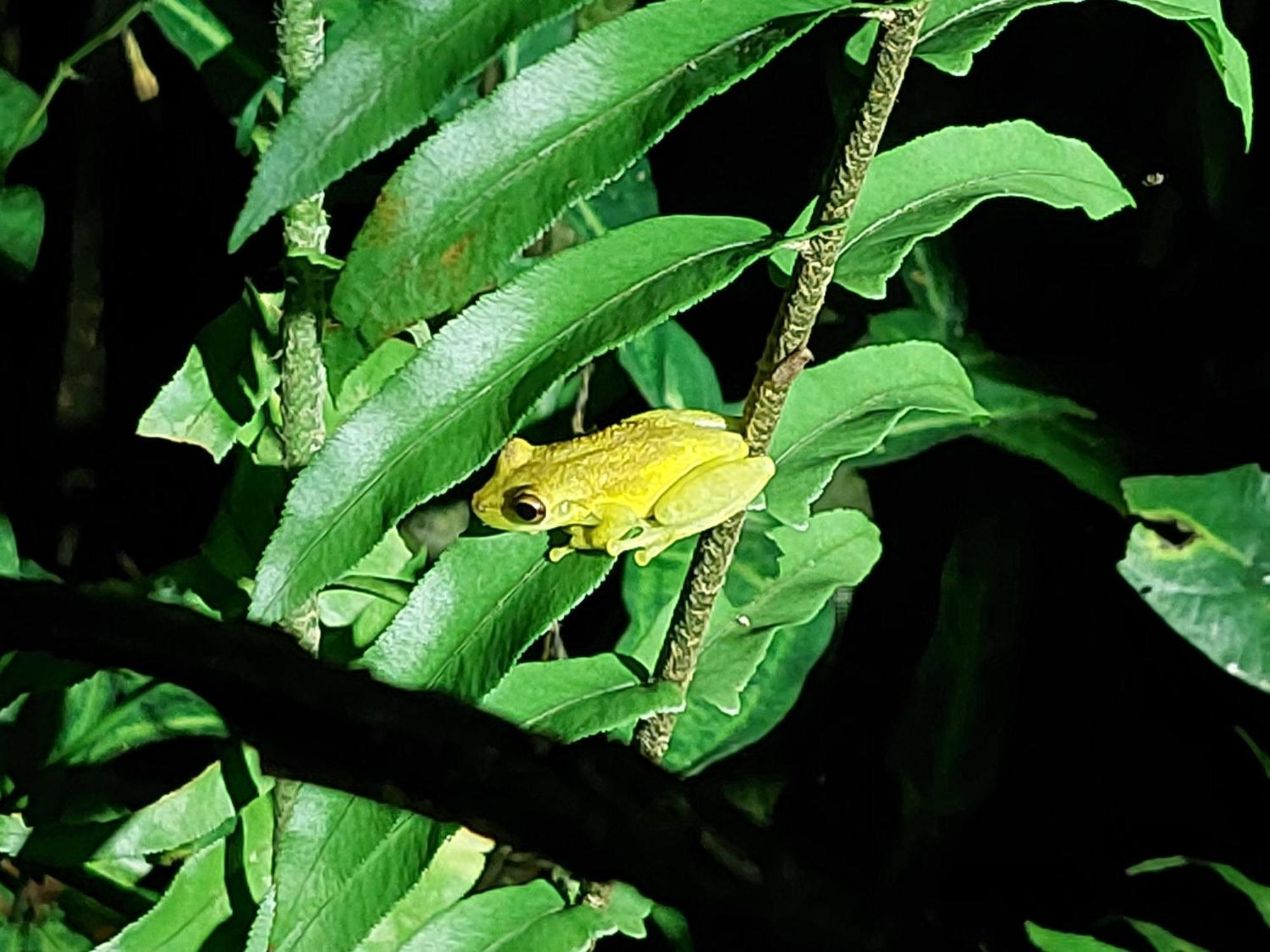 Hope Garden, Sarapiqui, We Connect You With The Sarapiqui Tropical Forest Kültér fotó