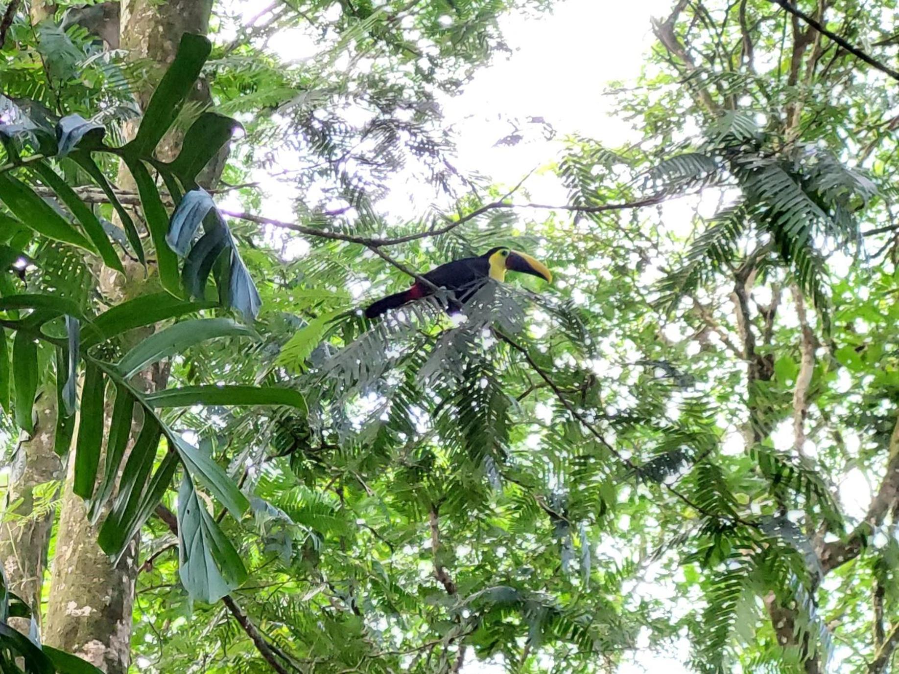 Hope Garden, Sarapiqui, We Connect You With The Sarapiqui Tropical Forest Kültér fotó