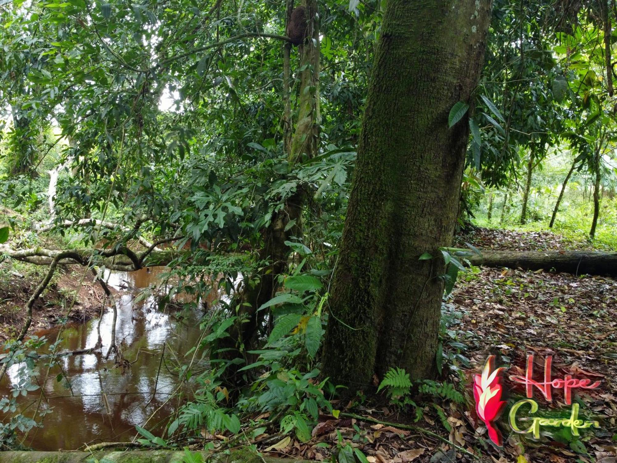 Hope Garden, Sarapiqui, We Connect You With The Sarapiqui Tropical Forest Kültér fotó