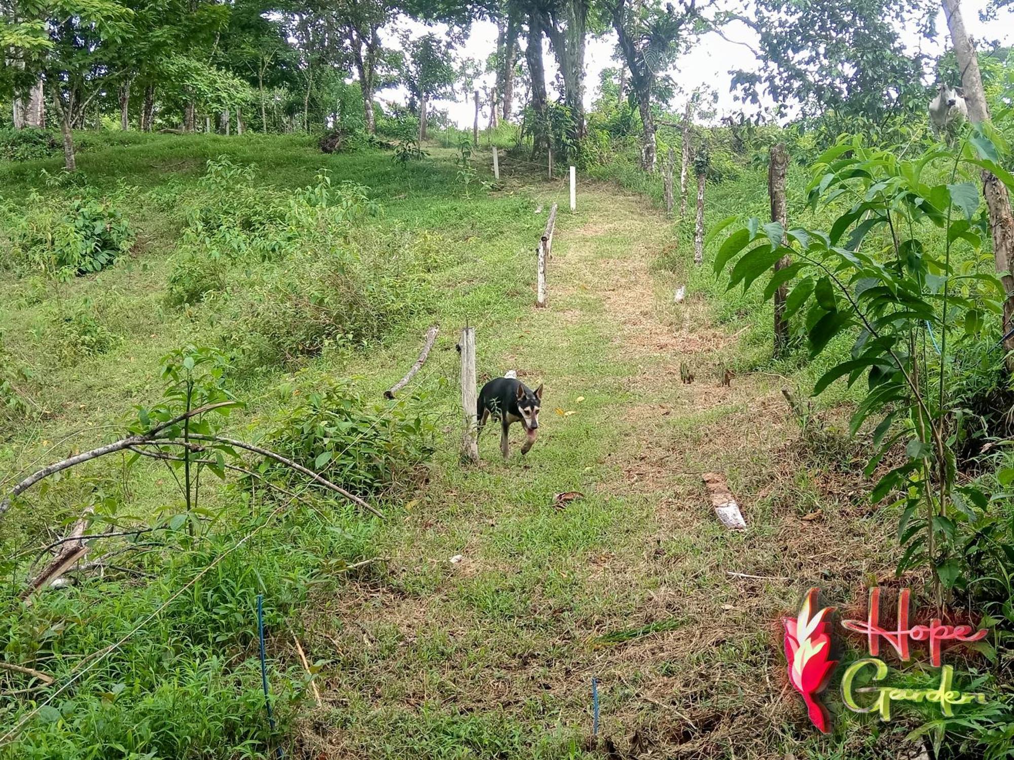 Hope Garden, Sarapiqui, We Connect You With The Sarapiqui Tropical Forest Kültér fotó